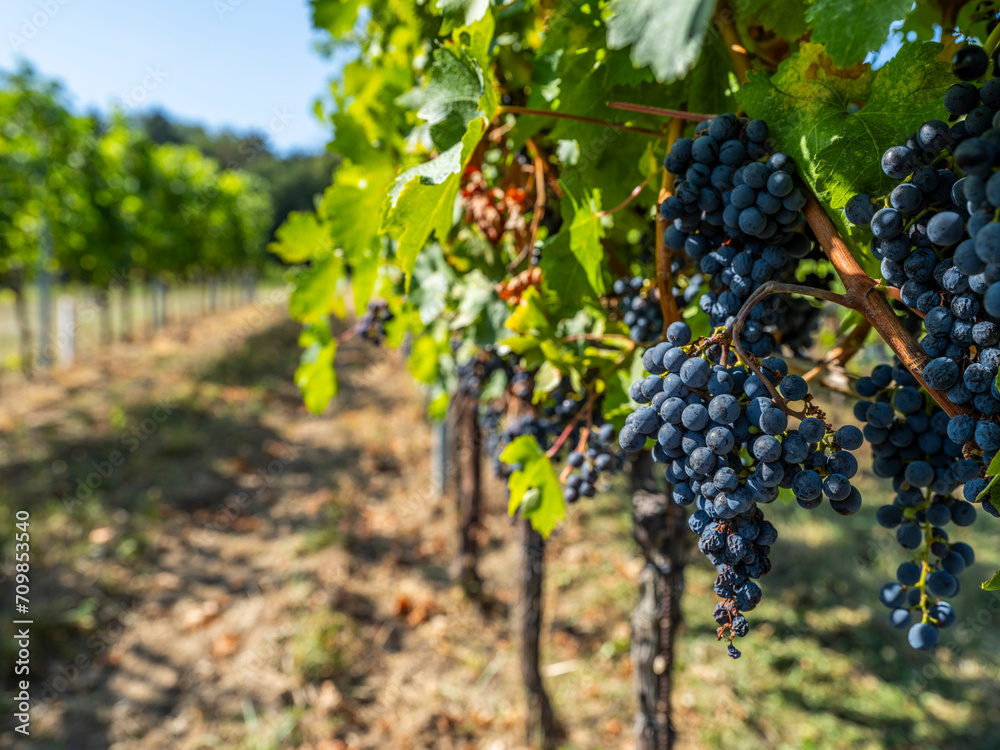 Fototapeta premium blue merlot grapes in green vineyard