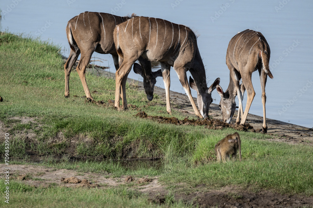 antelopes in natural conditions in a national park in Kenya antelopes in natural conditions in a national park in Kenya