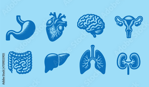 Anatomy of organs and systems set: Stomach, heart, brain, lungs, intestines, liver, kidneys, uterus. Simple blue icons	 photo