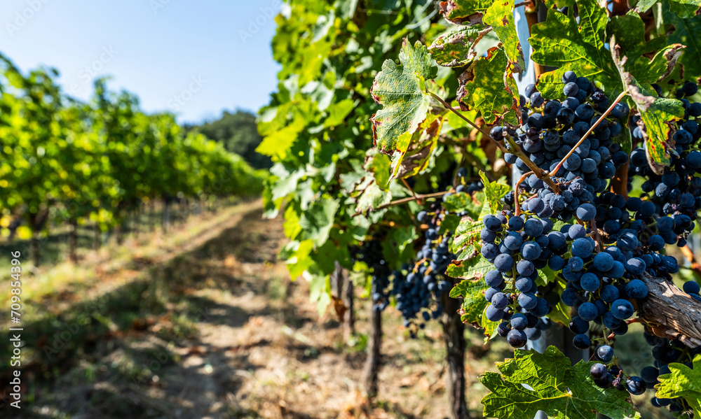 blue merlot grapes in green vineyard blue merlot grapes in green vineyard