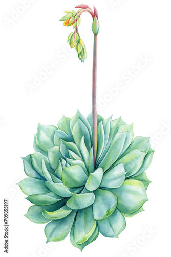 Succulent green flower, echeveria watercolor botanical painting. Floral hand draw Illustrations isolated  background photo