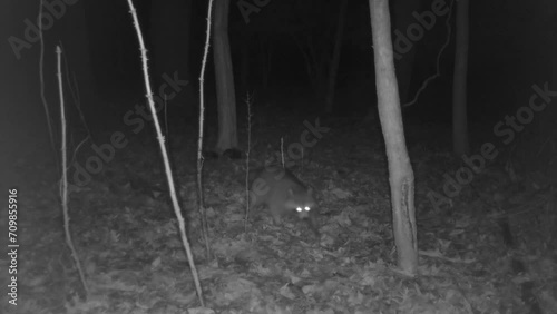 two wild raccoons in forest at night