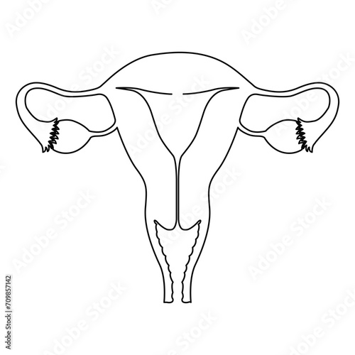 Continuous single one line drawing Uterus and ovaries, organs of female reproductive system and women's day conpect  vector art illustration