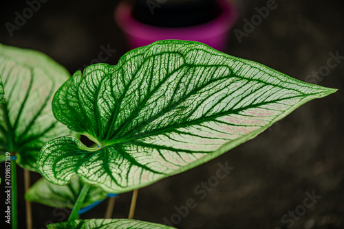 Background texture on leaves, close up shot on the beautiful Caladium bicolor colorful leaf in the garden.