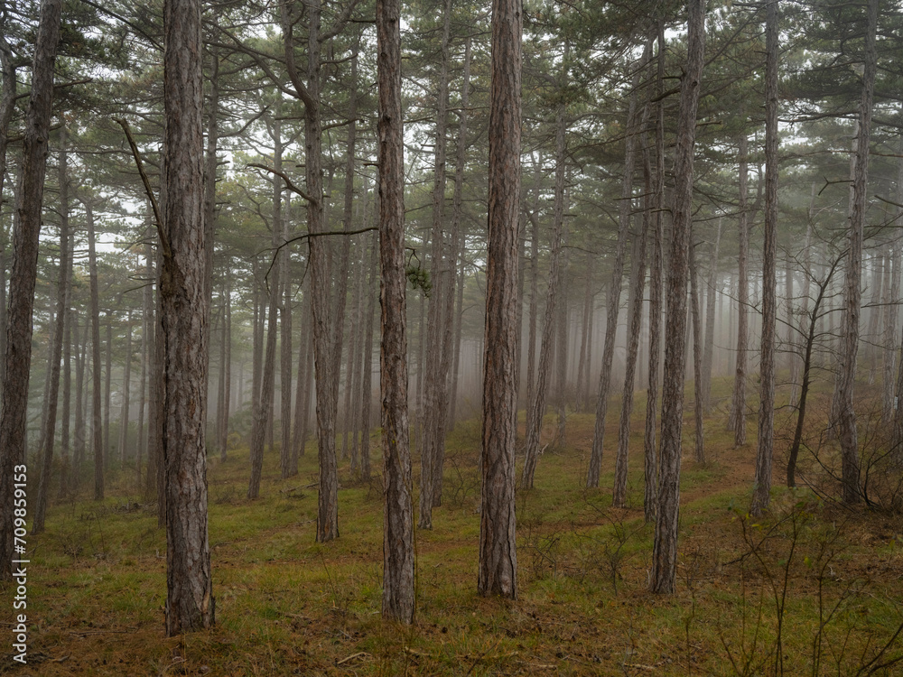 misty autumn forest in the morning misty autumn forest in the morning