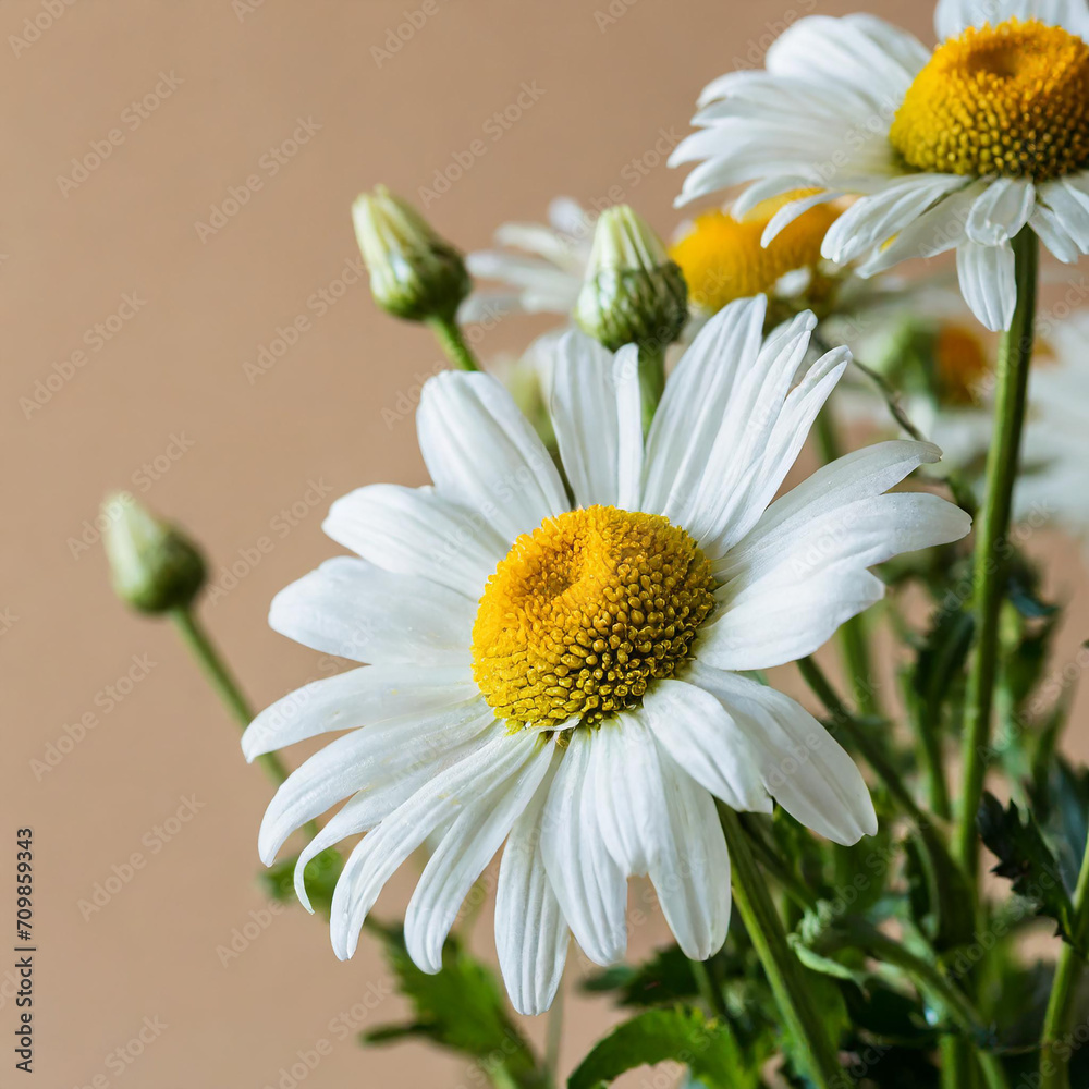 Obraz premium Chamomile flowers over beige background. Simple floral composition