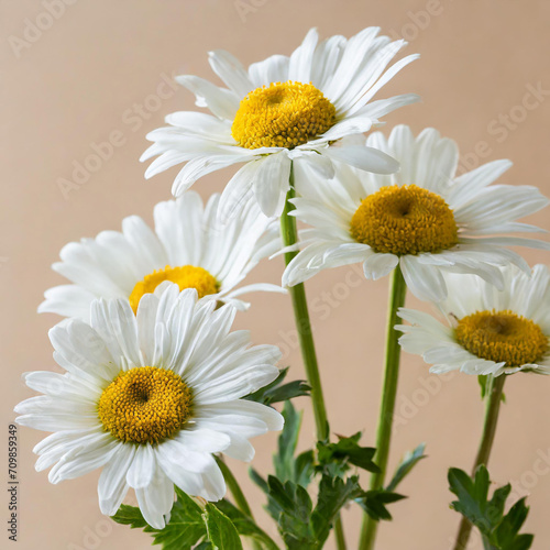 Chamomile flowers over beige background. Simple floral composition