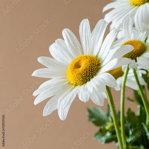 Chamomile flowers over beige background. Simple floral composition