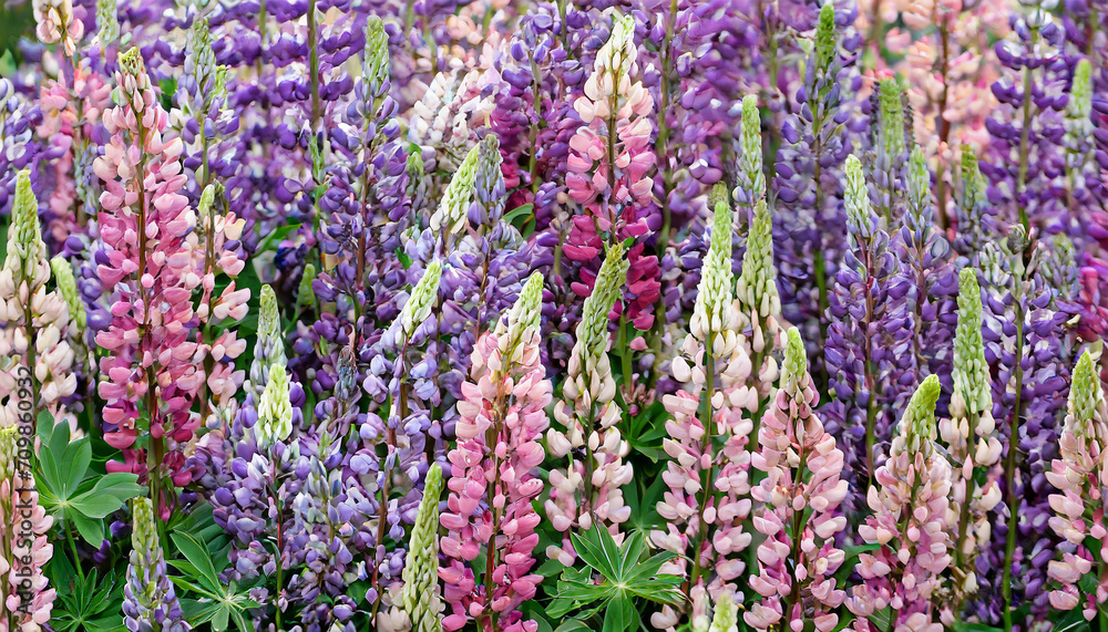 floral background from a field of pink and purple lupins floral background from a field of pink and purple lupins