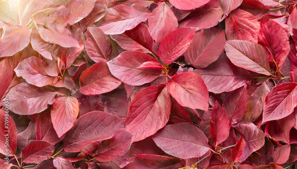 floral background from red leaves of autumn cherry tree (sakura) floral background from red leaves of autumn cherry tree (sakura)