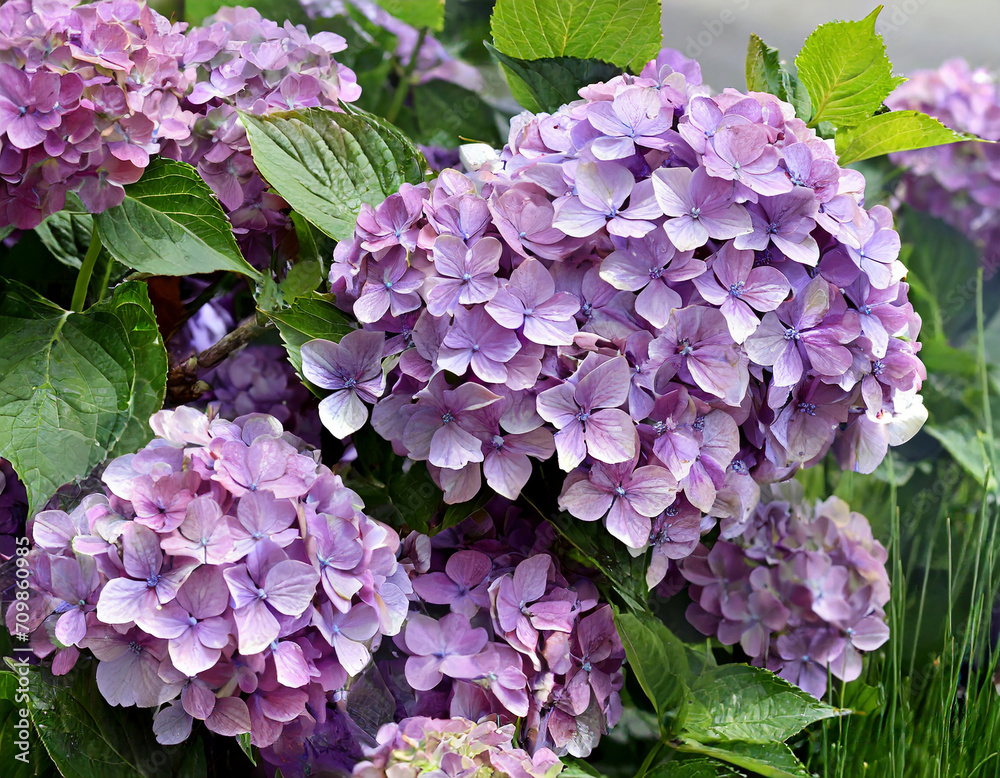 floral background of a flowering hydrangea bush with lilac flowers floral background of a flowering hydrangea bush with lilac flowers