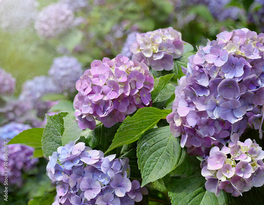 floral background of a flowering hydrangea bush with lilac flowers floral background of a flowering hydrangea bush with lilac flowers