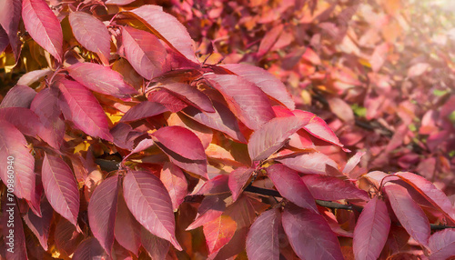 floral background from red leaves of autumn cherry tree (sakura)