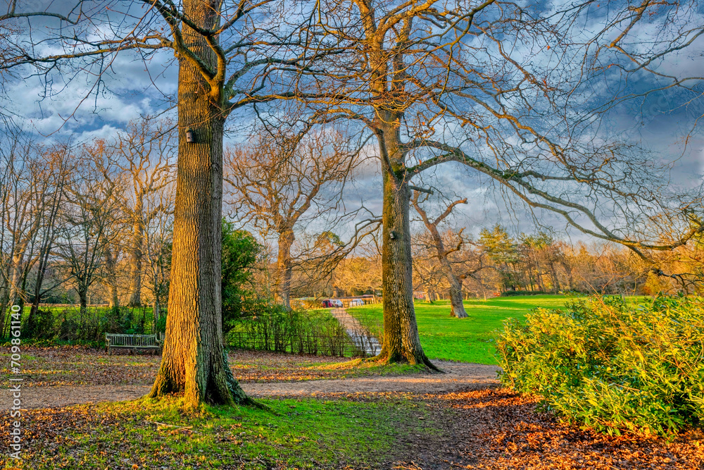 Fototapeta premium Trees in Upton Park