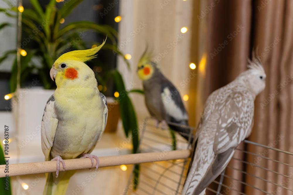 Fototapeta premium Cockatiel parrots.Funny parrots.Cockatiel pets.Bird with a crest.Cute animal.Funny bird.Cockatiel.Parrots are playing. Caring for pets.Birds.Animals.Cute cockatiel.Home pet parrot.The best birds.