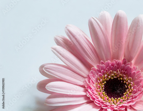 Pastel pink flower on white background