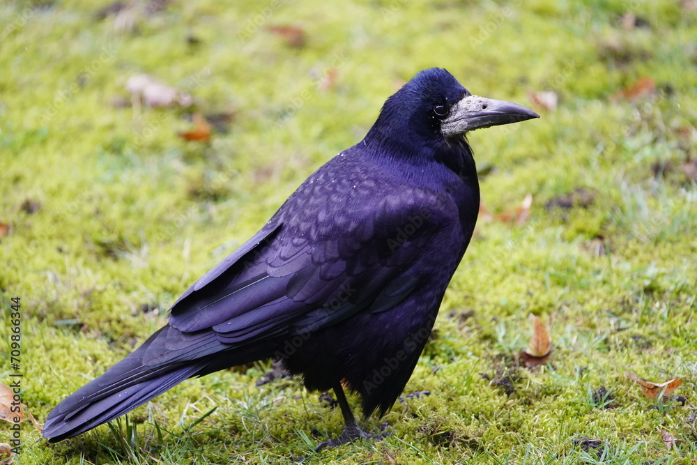 Visits from Eastern Europe, Corvus frugilegus as winter guests annually from November to the end of March. Hanover, Germany. Visits from Eastern Europe, Corvus frugilegus as winter guests annually from November to the end of March. Hanover, Germany.