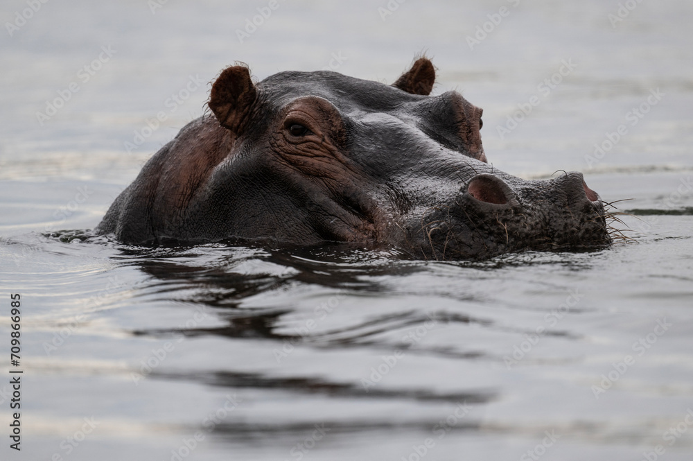 hippos in natural conditions in a national park in Kenya