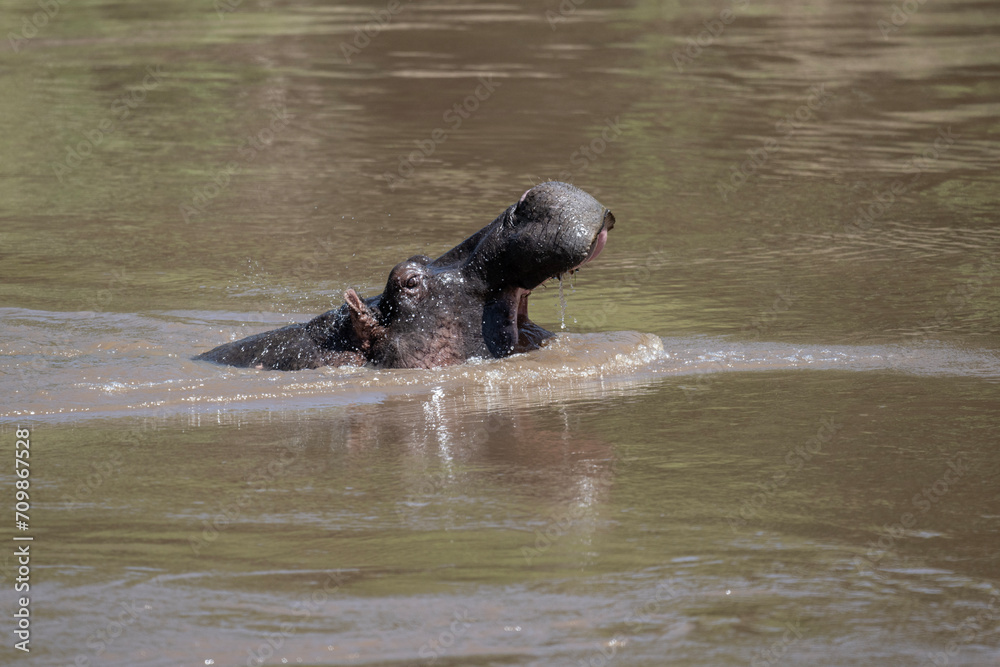 Fototapeta premium hippos in natural conditions in a national park in Kenya
