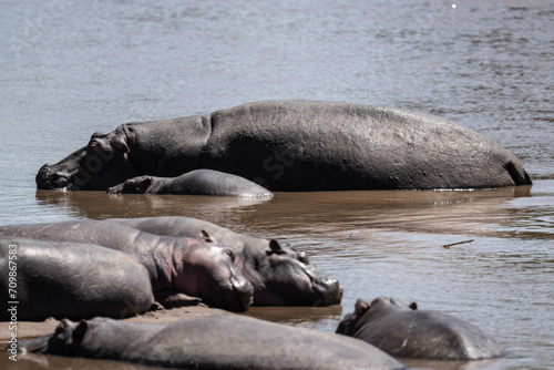 hippos in natural conditions in a national park in Kenya