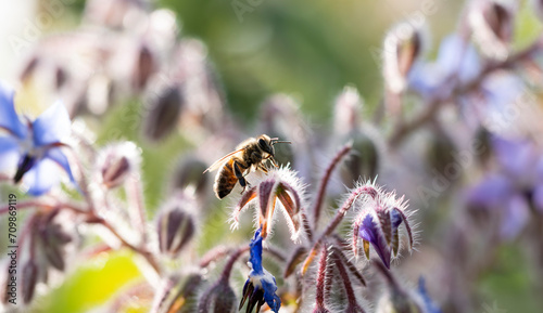 bee on a flower
