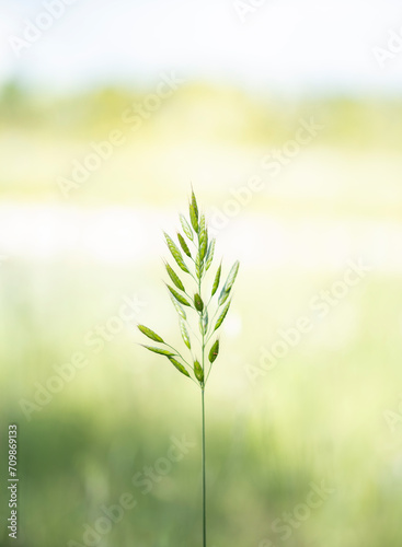 green wheat field