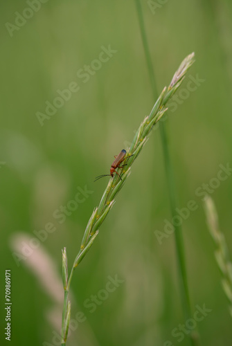 dragonfly on a leaf