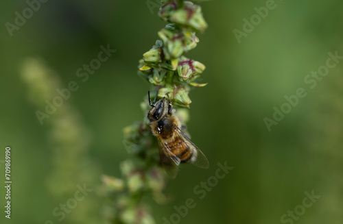 bee on a flower