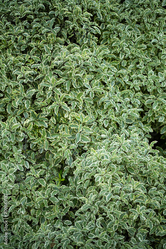 close up of green grass