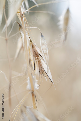 close up of dry grass