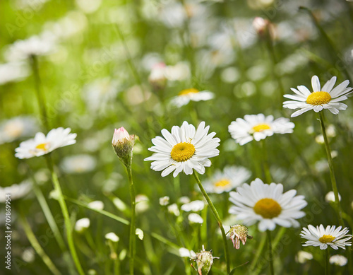 beautiful meadow with a blossoming white daisy flower  selective focus