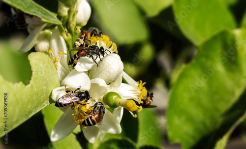 Bees fly to collect pollen from a white flower with a blurred background of leaves. photo