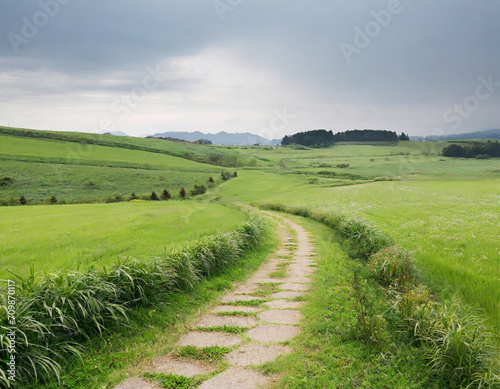 beautiful meadow with a path  summer scenery  fresh green fields