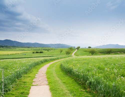 beautiful meadow with a path; summer scenery; fresh green fields