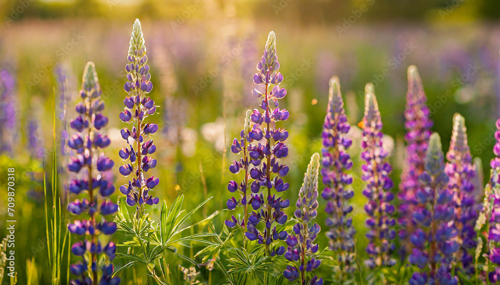Obraz premium beautiful meadow with purple lupine flower; summer nature, sunset light