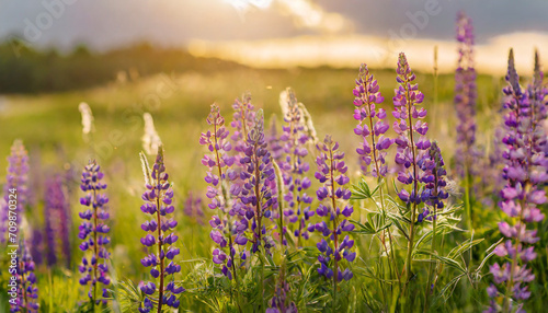 beautiful meadow with purple lupine flower  summer nature  sunset light