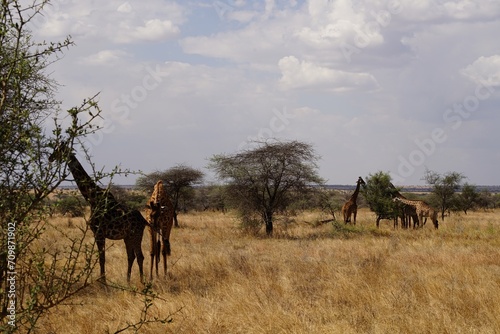 african wildlife  giraffes in savannah