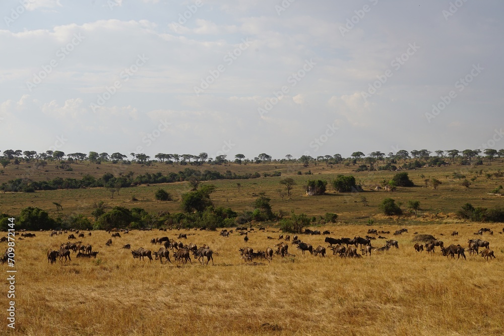 african wilderness, gnu antelopes, landscape
