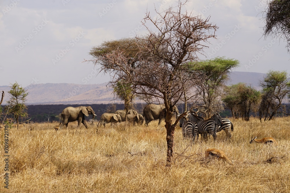 african wildlife, elephants, zebras african wildlife, elephants, zebras