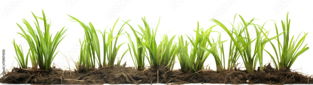 Row of Grass Growing Out of the Ground Row of Grass Growing Out of the Ground