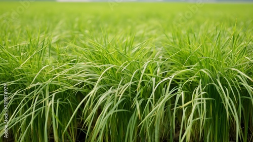 Green vetiver grass field. Vetiver System is used for soil and water conservation, mitigation and rehabilitation, and sediment control. Organic glue for soil sustainable development. Ornamental grass.