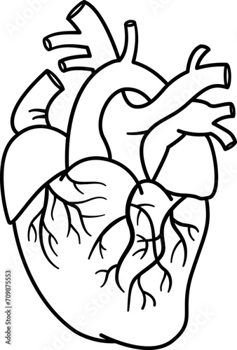 Anatomy of the Human Heart for Coloring. Vector Illustration of Heart with Venous System. Internal organ. Medicine Concept