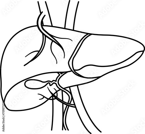 Anatomy of the Human Liver for Coloring. Organ of the Digestive Gallbladder, Blood supply to the Liver. Vector Illustration of Internal Organ. Medicine Concept