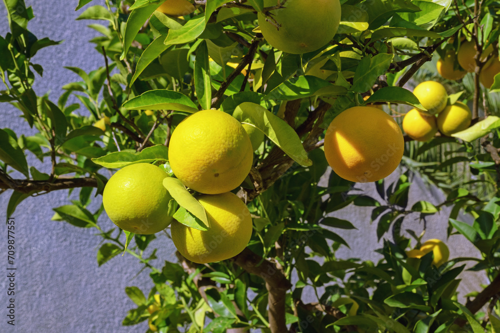 Branches of tangerine tree with fruit on sunny autumn day Branches of tangerine tree with fruit on sunny autumn day