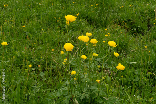 Trollblumen, Trollius europäus, auf Bergwiese