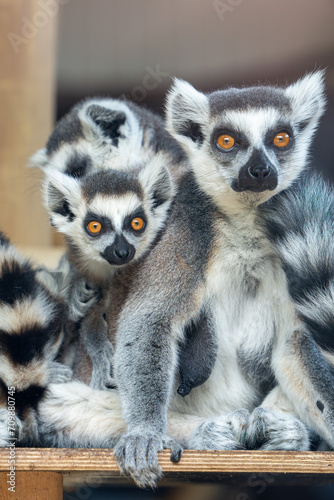 Image of Group of ring-tailed lemurs and children sitting on a tree branch