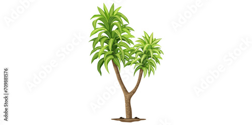 Green Zebra Plant On White Background, Queen Of Dracaenas Tree Vector Illustration.