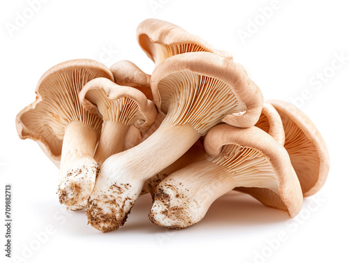 Fresh oyster mushroom isolated on white background. Minimalist style. 