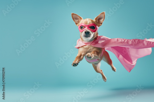 Super Dog. Funny puppy wearing superhero costume looking awa on empty space. Isolated on blue background. funny super dog flying photo