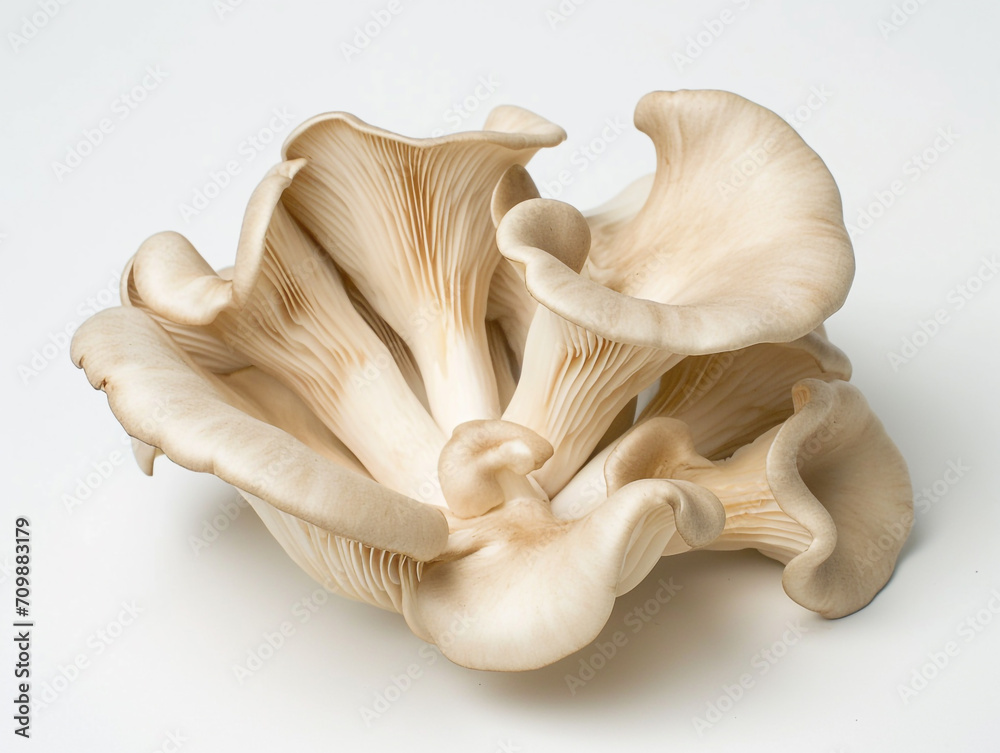 Fototapeta premium Fresh oyster mushroom isolated on white background. Minimalist style. 